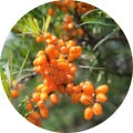 Sea Buckthorn (Havtorn)